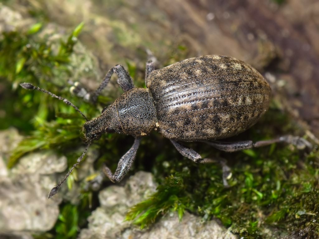 Liophloeus tessulatus (Müller, 1776)